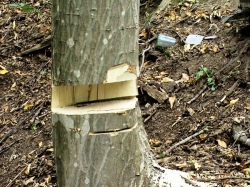 Ապօրինի անտառահատման դեպքերի բացահայտումները շարունակվում են