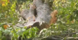 Անտառապահի գիտությամբ Նոյեմբերյանում ծառեր են հատվել․ ոստիկանության բացահայտումը (ՏԵՍԱՆՅՈՒԹ)