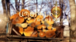 Ապօրինի ծառահատման հետքերով Ապօրինի ծառահատման հետքերով
