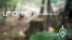 Ապօրինի ծառահատում Նոյեմբերյանի անտառտնտեսությունում Ապօրինի ծառահատում Նոյեմբերյանի անտառտնտեսությունում
