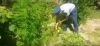 Արմավիրի ոստիկանները ապօրինի թմրաշրջանառության դեպք են բացահայտել՝ հայտնաբերելով կանեփի բույսեր (ՏԵՍԱՆՅՈՒԹ)